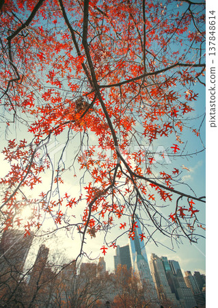 Red Autumn Oak Leaves against New York City Skyline with Blue Sky Copy Space in Central Park 137848614