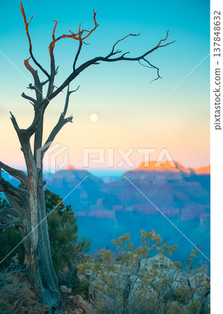 Dead Tree Silhouette at Grand Canyon with Full Moon and Sky Copy Space Dead Tree Silhouette at Grand Canyon with Full Moon and Sky Copy Space 137848632