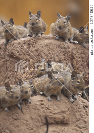 Group of common degu rodents sitting on rocks with copy space in background Group of common degu rodents sitting on rocks with copy space in background 137848633