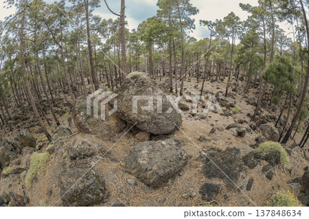 Fisheye panoramic view of Canary Island pine forest on volcanic lava soil with copy space Fisheye panoramic view of Canary Island pine forest on volcanic lava soil with copy space 137848634