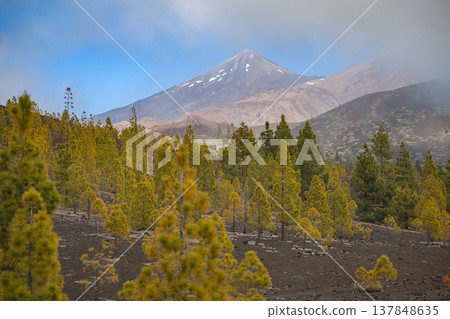 Scenic view of Mount Teide volcano and Canary Island pine forest with copy space in sky 137848635