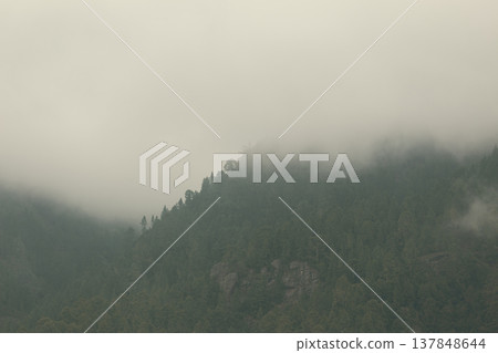 Moody Pine Forest in Dense Mist and Fog with Large Copy Space for Text 137848644