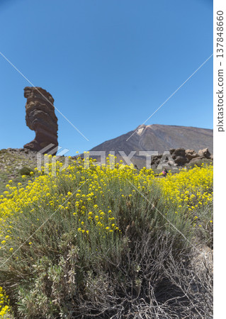Flowering Descurainia Bourgaeana near Roque Cinchado and Teide Volcano with Copy Space 137848660