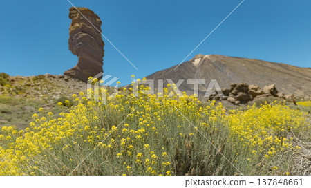 Flowering Descurainia Bourgaeana near Roque Cinchado and Teide Volcano with Copy Space Flowering Descurainia Bourgaeana near Roque Cinchado and Teide Volcano with Copy Space 137848661