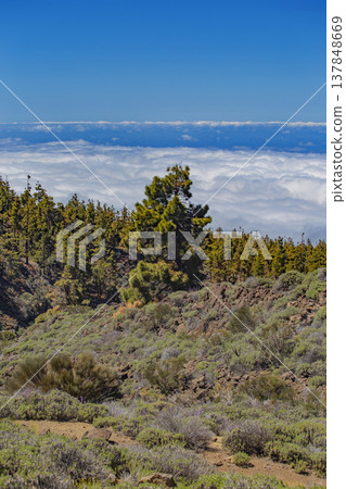 Scenic Sea of Clouds Above Atlantic Ocean from Tenerife Mountains with Copy Space for Text Scenic Sea of Clouds Above Atlantic Ocean from Tenerife Mountains with Copy Space for Text 137848669