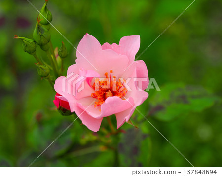 Landscape with pink roses 137848694