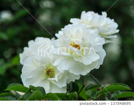 Landscape with white roses 137848695