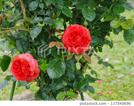 Rose scenery 137848696