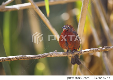 Red crested finch bird perched on a branch in tropical forest with copy space 137848763