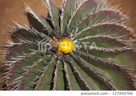 Yellow flower blooming on prickly Ferocactus echidne cactus with sharp thorns Yellow flower blooming on prickly Ferocactus echidne cactus with sharp thorns 137848766