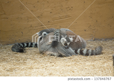 Group of ring-tailed lemurs huddling together for warmth with copy space on wall background 137848767
