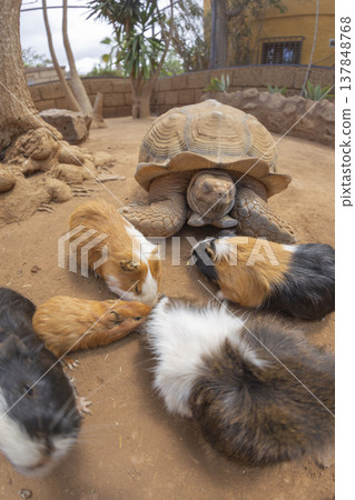 African spurred tortoise and colorful guinea pigs eating together with copy space African spurred tortoise and colorful guinea pigs eating together with copy space 137848768