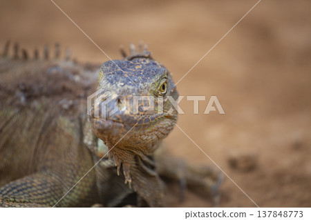 Green iguana lizard looking at camera with vast copy space on blurred background 137848773