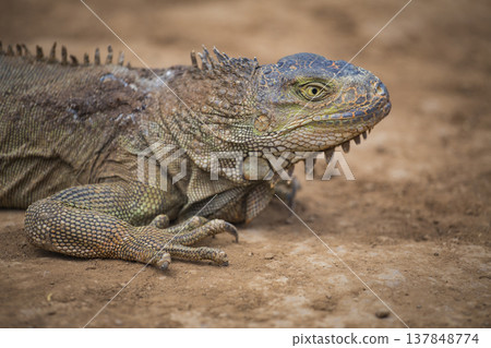 Green iguana lizard profile on ground with copy space on blurred background Green iguana lizard profile on ground with copy space on blurred background 137848774
