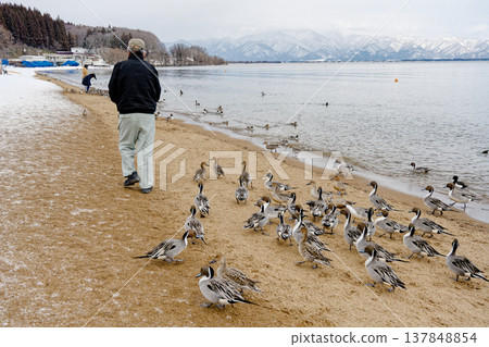 A flock of ducks follows a man walking along the lakeshore. A flock of ducks follows a man walking along the lakeshore. 137848854