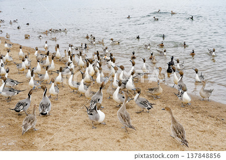 Flock of ducks Flock of ducks 137848856