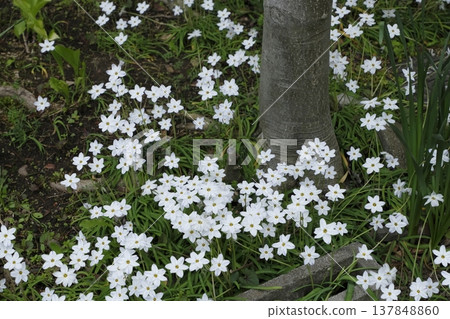 白花 白花 137848860