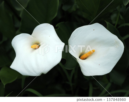 Color or calla 137848980