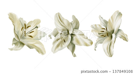 Set of white lilies in soft,muted vintage tones,symbolizing innocence,purity,chastity,religious celebration.Watercolor with textures for First Communion materials,sacred ceremonies,funeral 137849108