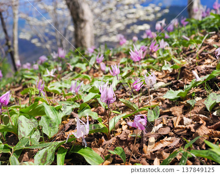 Landscape with dogtooth violet flowers Landscape with dogtooth violet flowers 137849125