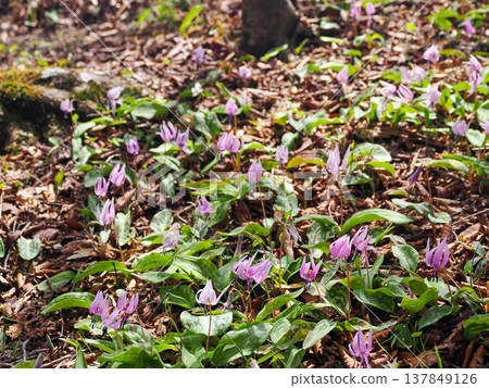 Landscape with dogtooth violet flowers Landscape with dogtooth violet flowers 137849126