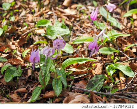 Landscape with dogtooth violet flowers Landscape with dogtooth violet flowers 137849128