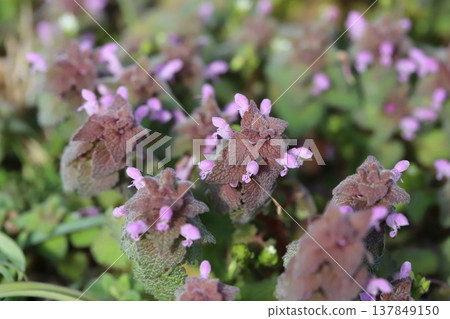 The small pink flowers of Lamium amplexicaule bloom by the roadside in early spring. 137849150