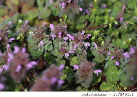 The small pink flowers of Lamium amplexicaule bloom by the roadside in early spring. 137849151