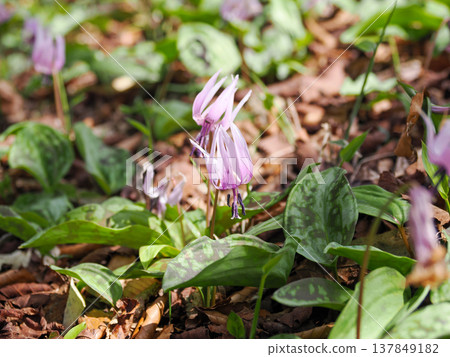 Landscape with dogtooth violet flowers Landscape with dogtooth violet flowers 137849182