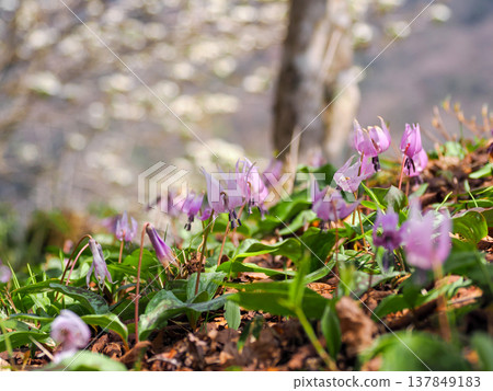 帶狗牙紫羅蘭花的風景 帶狗牙紫羅蘭花的風景 137849183