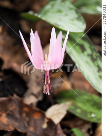 Landscape with dogtooth violet flowers 137849331