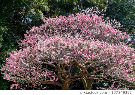 The Rinshibai plum tree is in full bloom. The Rinshibai plum tree is in full bloom. 137849392
