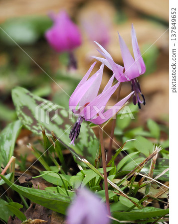Landscape with dogtooth violet flowers Landscape with dogtooth violet flowers 137849652