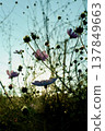 The silhouette of cosmos flowers against the setting sun and the autumn sky | Natural scenery in backlight 137849663