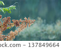 Withered plant branches and a soft bokeh background | Autumn natural scenery and a quiet forest 137849664