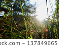 Morning sun and light filtering through the grass | Natural backlit scenery and autumn plants 137849665