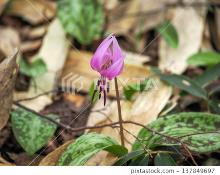 Landscape with dogtooth violet flowers Landscape with dogtooth violet flowers 137849697