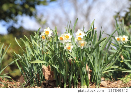 Daffodil flowers Daffodil flowers 137849842