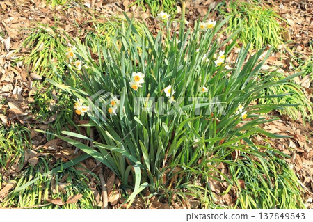 水仙花花 水仙花花 137849843