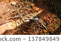 Straw mushroom spawn on oyster mushroom substrate 137849849