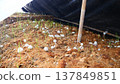 Straw mushroom spawn on oyster mushroom substrate 137849851