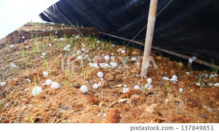 Straw mushroom spawn on oyster mushroom substrate Straw mushroom spawn on oyster mushroom substrate 137849851