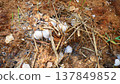Straw mushroom spawn on oyster mushroom substrate 137849852