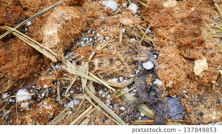 Straw mushroom spawn on oyster mushroom substrate Straw mushroom spawn on oyster mushroom substrate 137849853