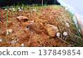 Straw mushroom spawn on oyster mushroom substrate 137849854