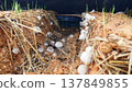 Straw mushroom spawn on oyster mushroom substrate 137849855