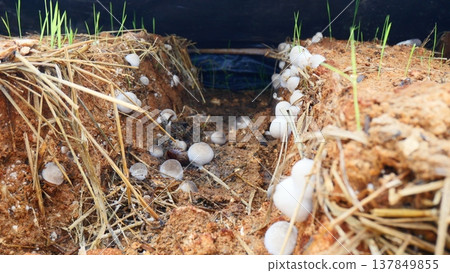 Straw mushroom spawn on oyster mushroom substrate Straw mushroom spawn on oyster mushroom substrate 137849855