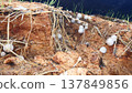 Straw mushroom spawn on oyster mushroom substrate 137849856