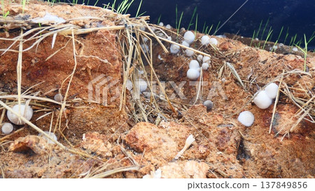 Straw mushroom spawn on oyster mushroom substrate Straw mushroom spawn on oyster mushroom substrate 137849856