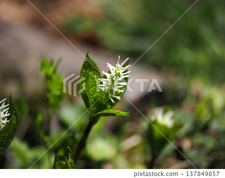 Natively growing Hitori Shizuka Natively growing Hitori Shizuka 137849857